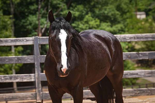 black-percheron-gelding
