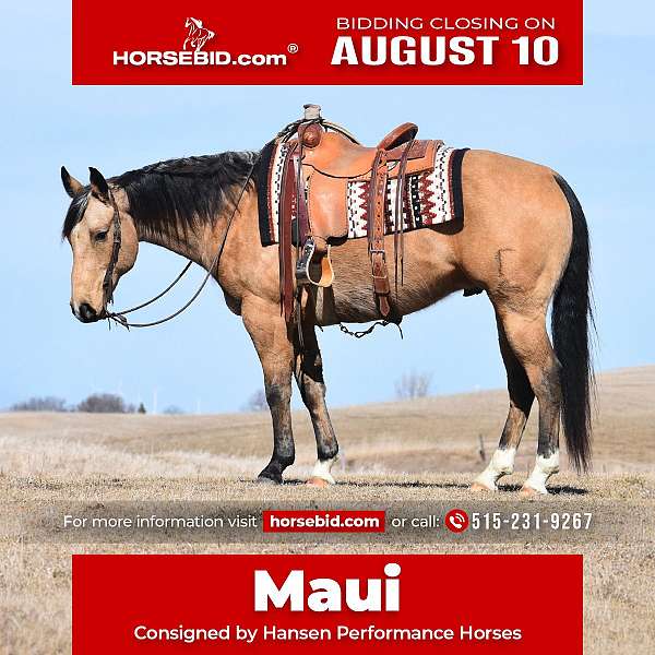 all-around-quarter-horse