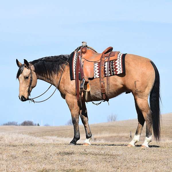 athletic-quarter-horse