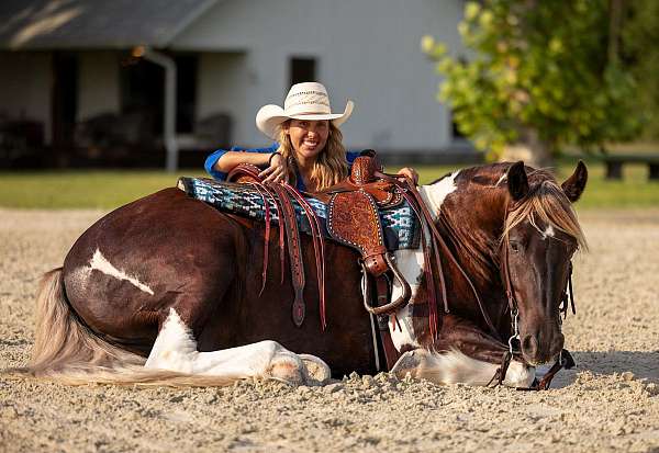 all-around-gypsy-vanner-horse