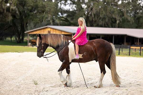 silb-show-hack-horse