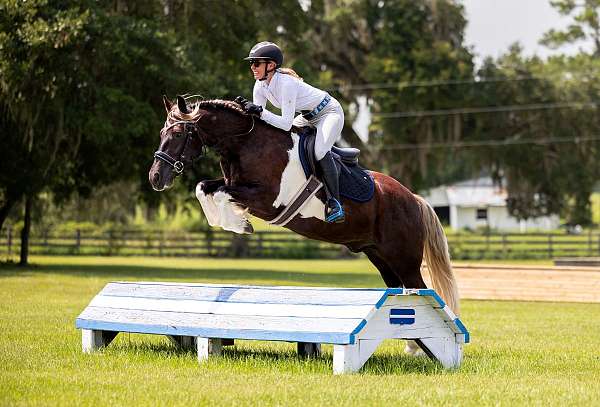 athletic-gypsy-vanner-horse
