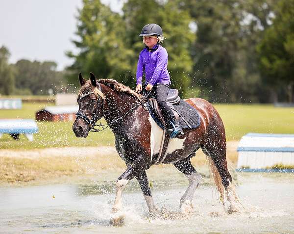 beginner-gypsy-vanner-horse