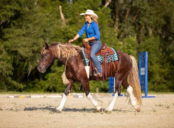 cross-gypsy-vanner-horse