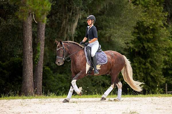 driving-gypsy-vanner-horse