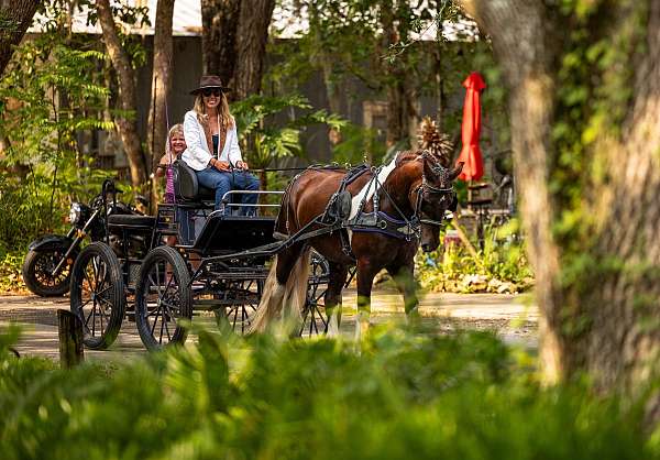flashy-gypsy-vanner-horse