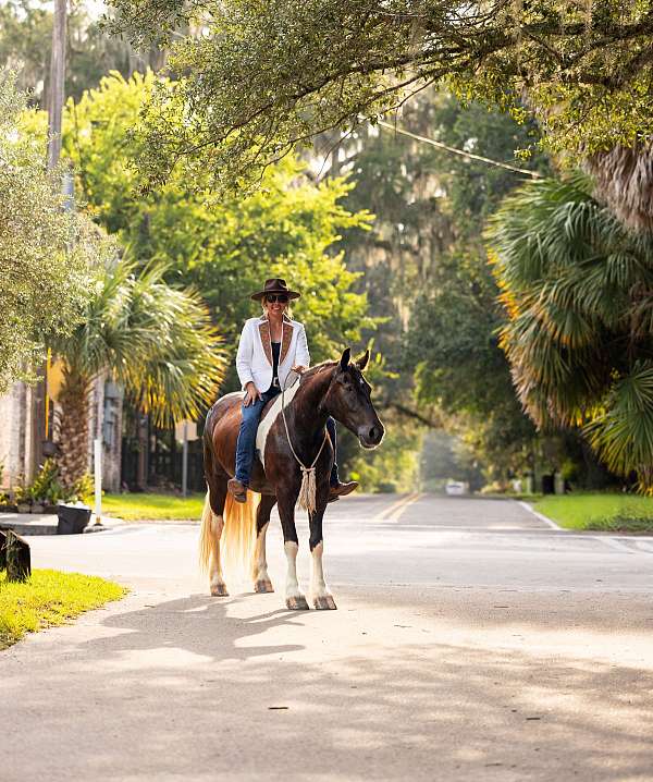 parade-gypsy-vanner-horse