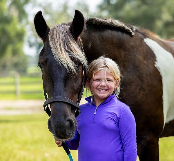 ridden-english-gypsy-vanner-horse