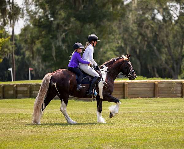 ridden-western-gypsy-vanner-horse