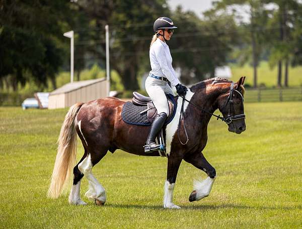 show-gypsy-vanner-horse