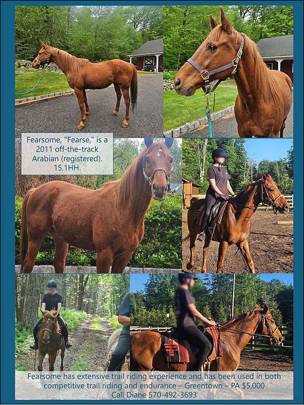 endurance-arabian-horse