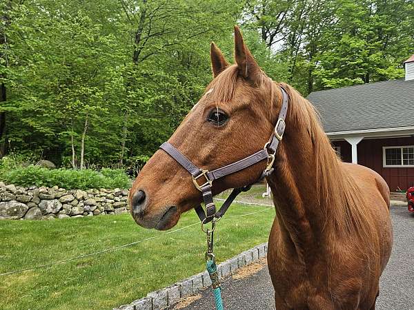 trail-arabian-horse
