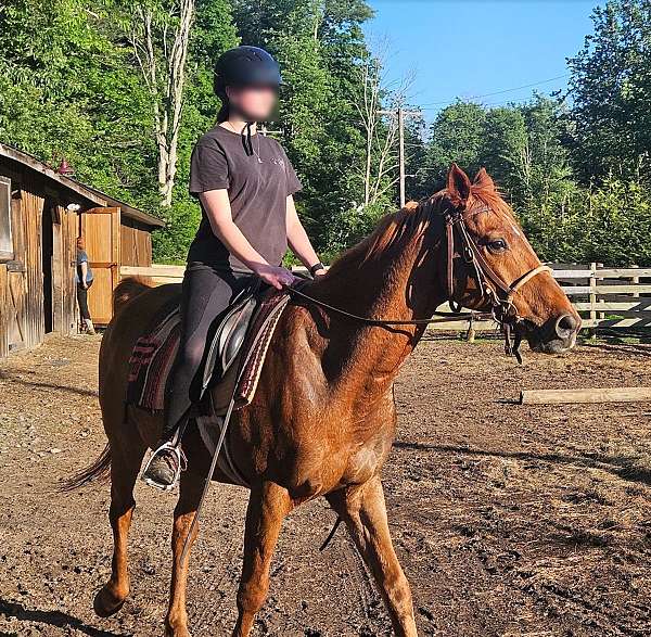 trail-riding-arabian-horse