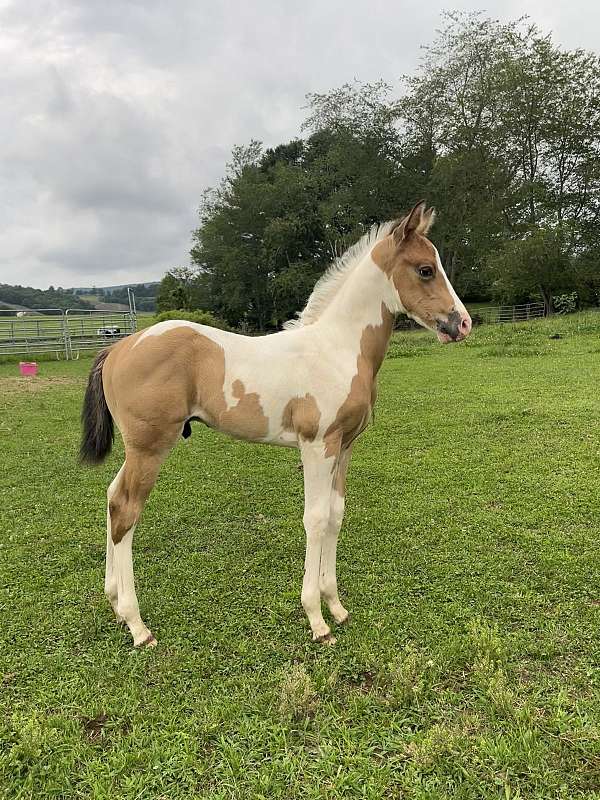 flashy-drum-paint-horse