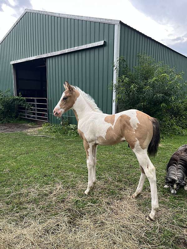 buckskin-tobiano-drum-paint-colt