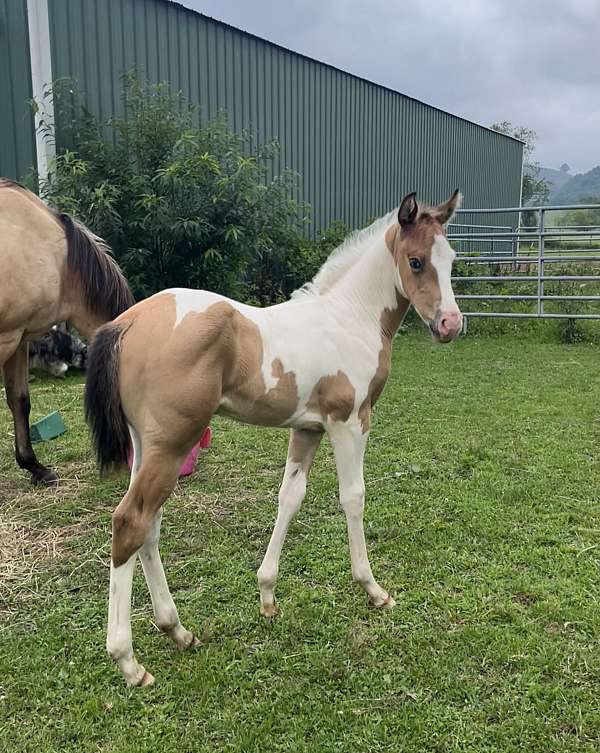 buckskin-tobiano-apha-colt