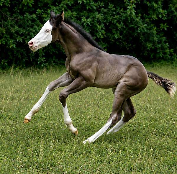 splash-white-horse