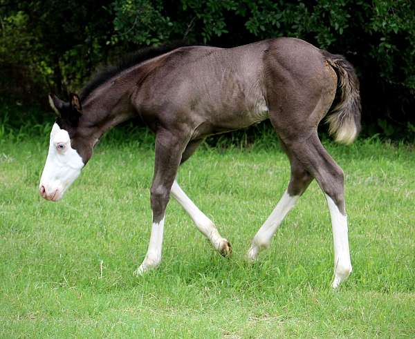 black-splash-white-horse