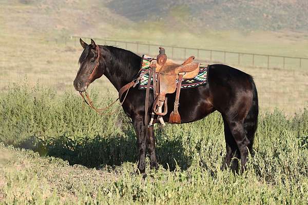 all-around-draft-horse