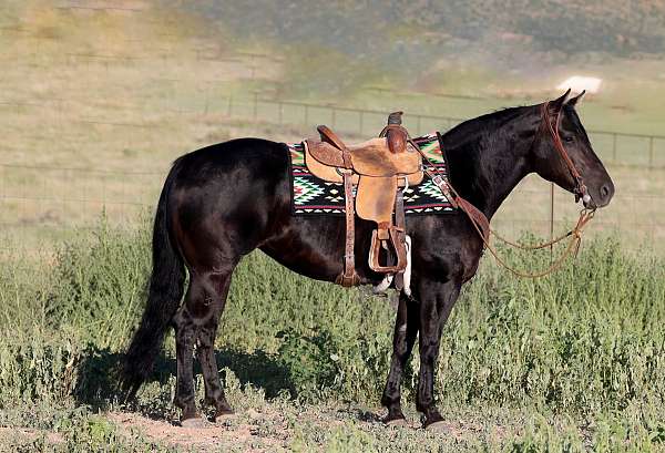 beginner-draft-horse