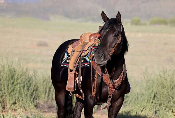 cross-draft-horse