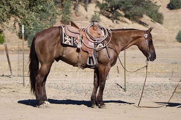 all-around-quarter-horse