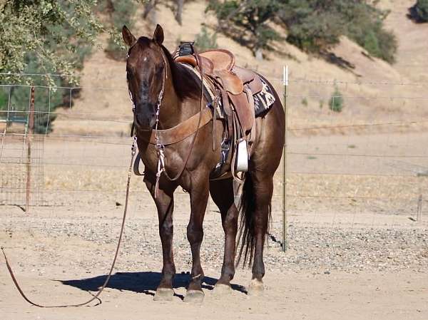 athletic-quarter-horse