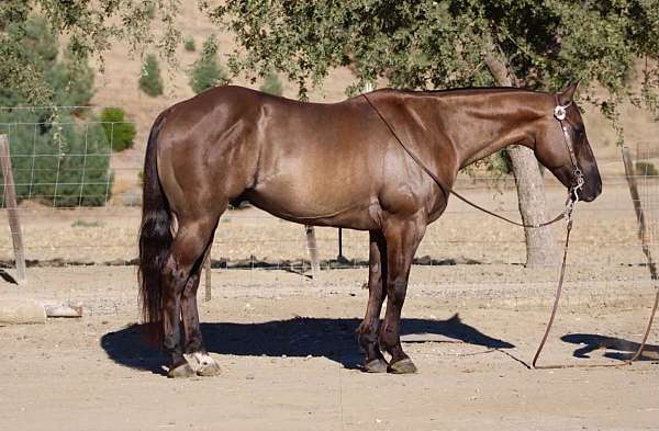 beginner-quarter-horse