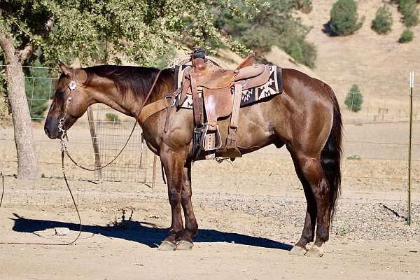calf-roping-quarter-horse