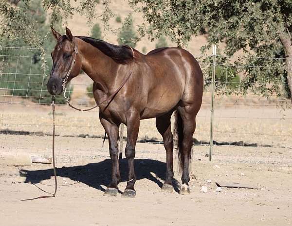 endurance-quarter-horse