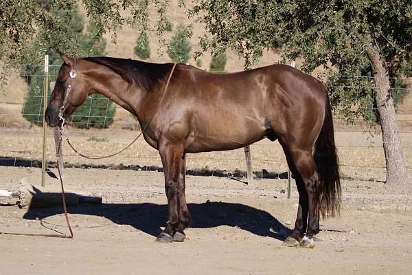 experienced-quarter-horse