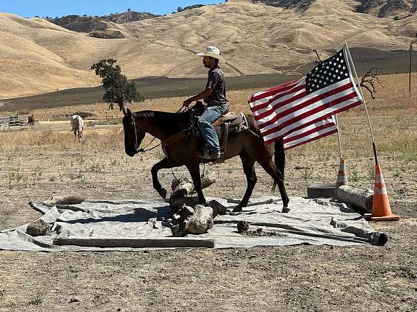 flashy-quarter-horse