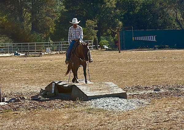 pack-quarter-horse