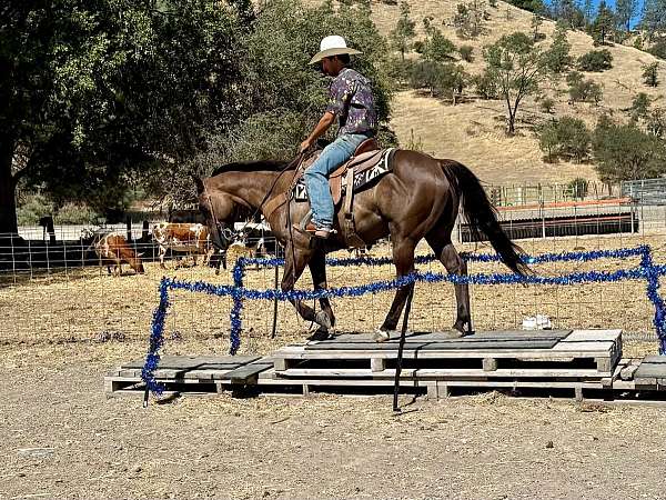 kid-safe-quarter-horse