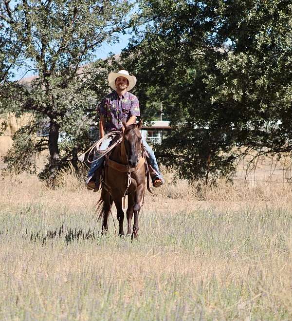 performance-quarter-horse