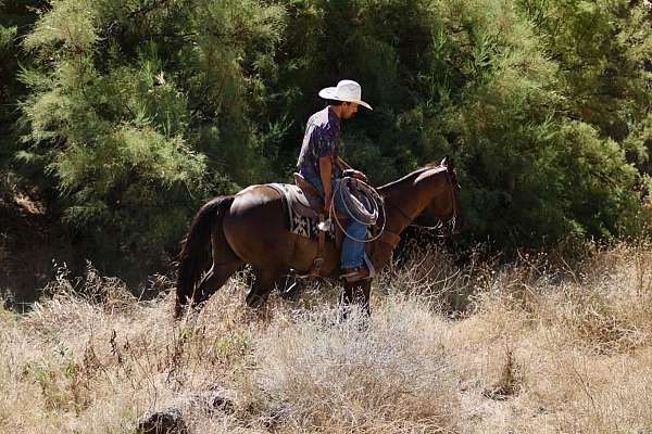 playday-quarter-horse