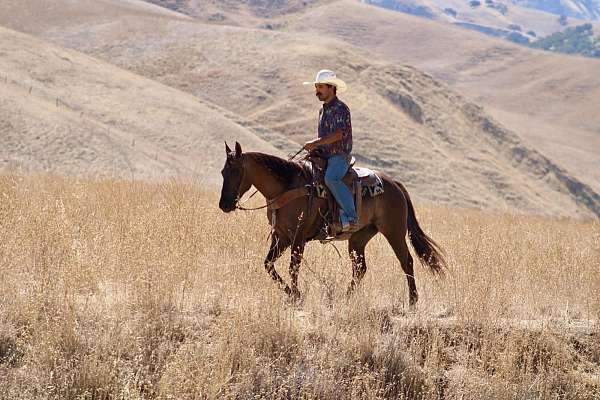 ranch-quarter-horse