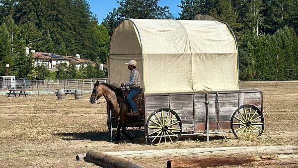 ranch-versatility-quarter-horse