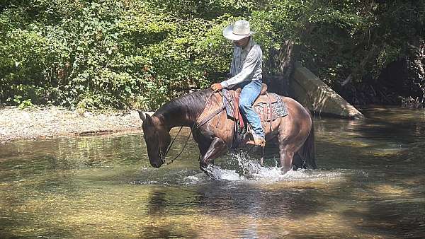 ridden-western-quarter-horse
