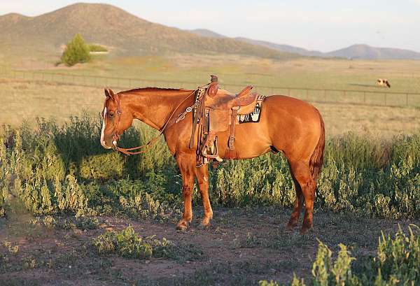 all-around-quarter-horse