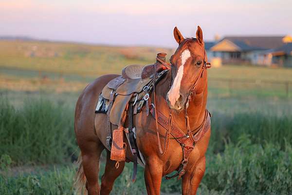 athletic-quarter-horse