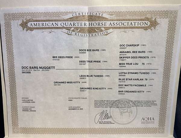 flashy-quarter-horse