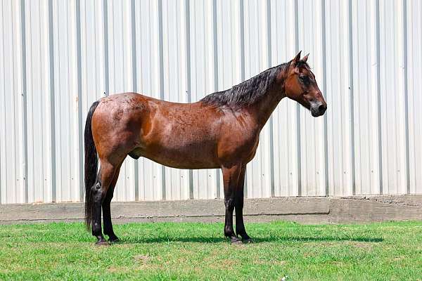 all-around-quarter-horse