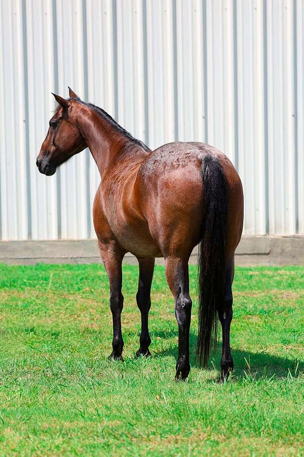 athletic-quarter-horse