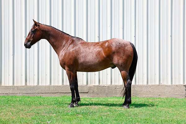 beginner-quarter-horse
