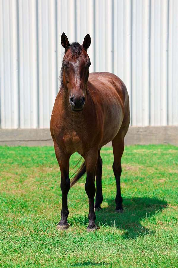 calf-roping-quarter-horse