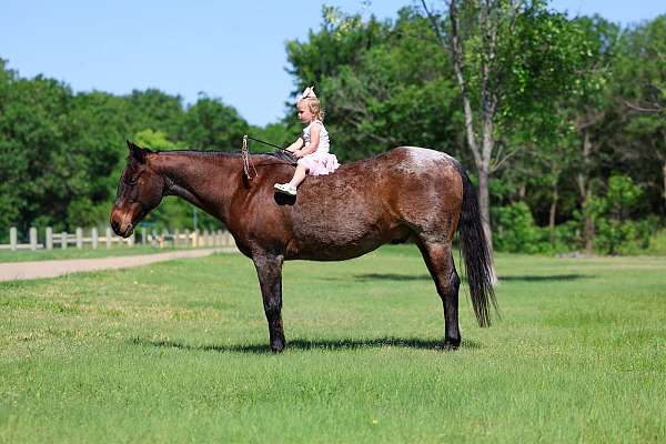 endurance-quarter-horse