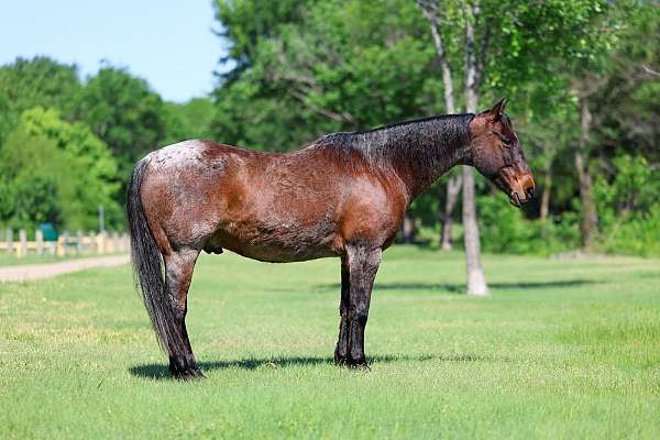 experienced-quarter-horse