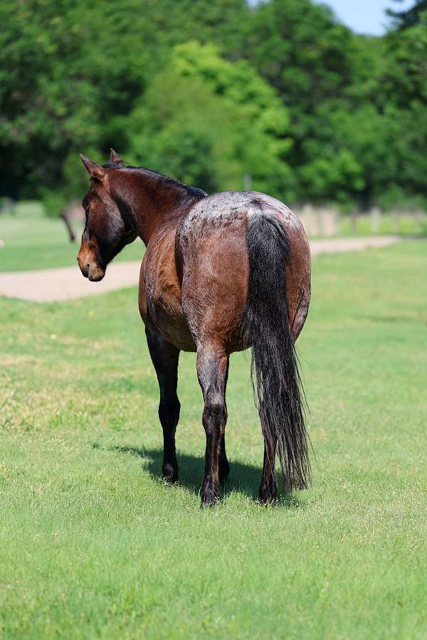flashy-quarter-horse