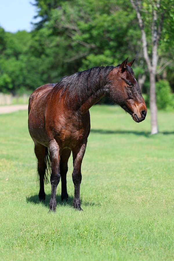 kid-safe-quarter-horse